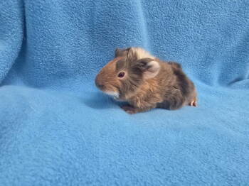 Rescue Guinea Pig Guinea Pigs for Adoption in Baton Rouge, Louisiana - Jess (hold) | PetCurious